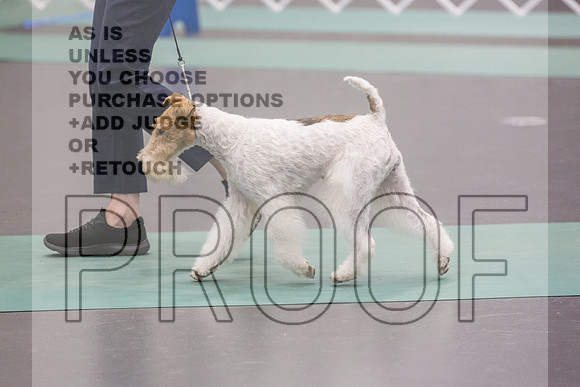 Wire Fox Terrier Sat Rings_JJL_0250_UKCLNGVIEWOCT2024_2024_HR3