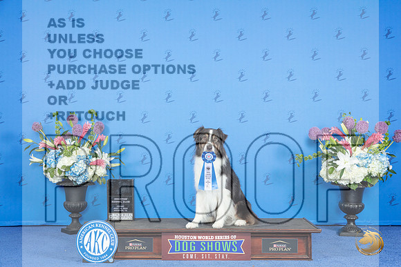 Australian Shepherd # FRI NT AKCT Judge __JP_9108_Houston_2024_HR3