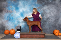 Redbone Coonhound #? Fri G4 Judge Cathy Daughtry