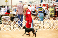 Manchester Terrier Standard Sun Ring