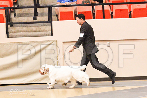 Spaniels(clumber)-4562LR