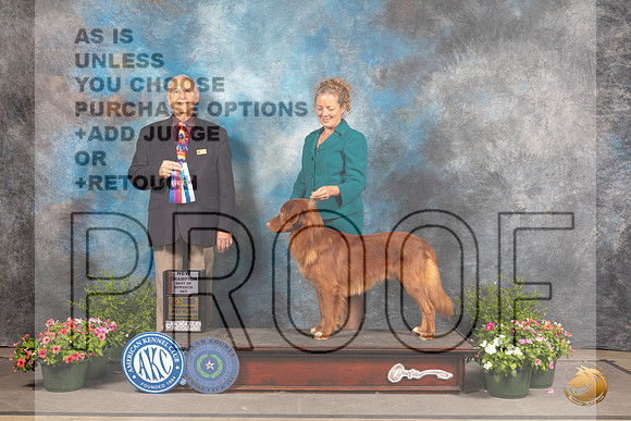 Nova Scotia Duck Toller Retriever #15 Sun BOW Judge Robert Shreve_MJ_1325_SA_2022_HR3