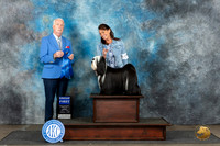Tibetan Terrier #5 Sun G1 Judge Dr Steve Keating
