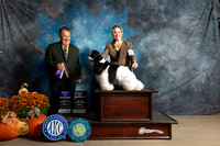 Cocker Spaniel Parti #5 Sun BOVBOW Judge Del Richards
