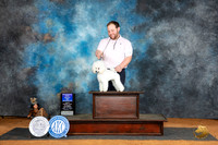 Poodle Toy #9 WDBOW Judge Dale Martensen