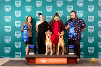 Carolina Dog #244 !97 G1 G1