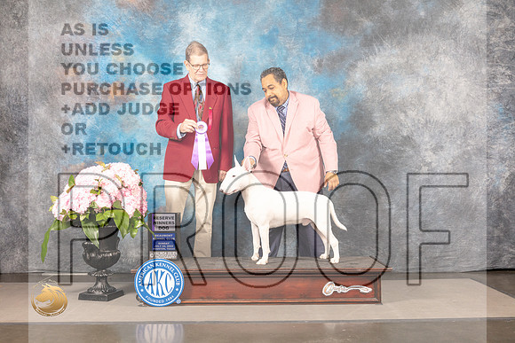 Bull Terrier White #23 SUN RWD Judge Gene Hains_MJ_7569_Houston_2022_HR3