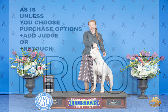 Dogo Argentino #7 THUR WD BOS Judge Nancy Liebes__JP_8497_Houston_2024_HR3
