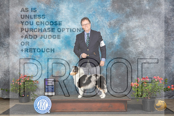 Shetland Sheepdog #7 Sun WD Judge Wendy G Willhauck__JP_6024_San Antonio_2024_HR3
