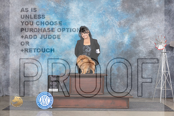 Pomeranian #9 Fri WDBOWM Judge Denise Dean__JP_5338_Amarillo_2024_HR3