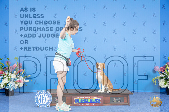 Nova Scotia Duck Tolling Retriever SUN CUSTOM 3__JP_0993_Houston_2024_HR3