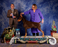 Doberman #11 Sun BOW Troyer Nancy and Breeders Judge D Cline
