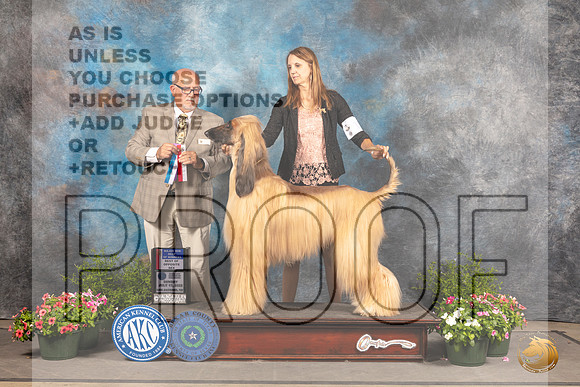 Afghan Hound #17 Sun BOS Judge Michael Canalizo_MJ_1287_SA_2022_HR3