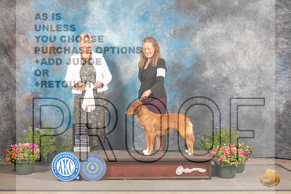 Nova Scotia Duck Tolling Retriever #10 Fri OHG4 Judge Debra Thornton_MJ_0056_SA_2022_HR3