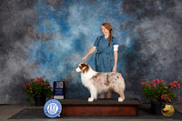 Australian Shepherd #11 Sat WDMCH Judge Polly (Mrs Robert) D Smith