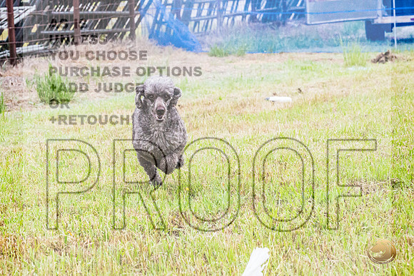 Poodle Std Misty Sat 2_JJL_1050_BatesvilleMS_2024_HR3