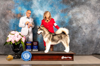 Alaskan Malamute #12 SAT BOB BOBOH Judge Luis Sosa
