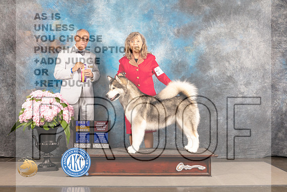 Alaskan Malamute #12 SAT BOB BOBOH Judge Luis Sosa_MJ_6588_Houston_2022_HR3