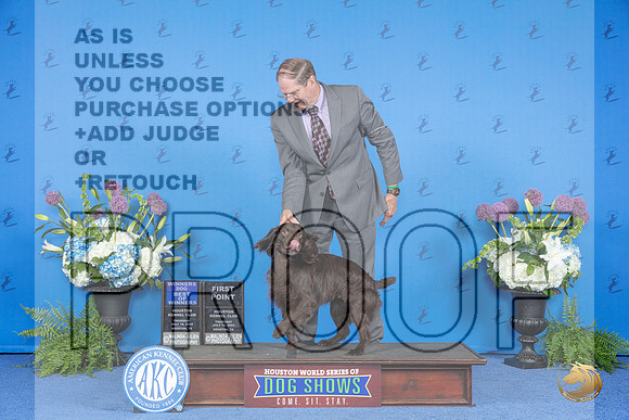 Boykin Spaniel #9 THUR WD BOW Judge Ann Yuhasz__JP_8071_Houston_2024_HR3