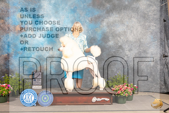 Poodle Std #19 Fri WDBOWCh Judge David Bolus_MJ_0161_SA_2022_HR3
