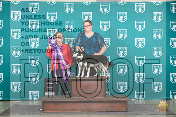 Alaskan Klee Kai #127 Wed Brace Judge Brenda Landers__JP_0520_Premier_2024_HR3