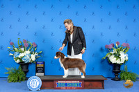 Miniature American Shepherd #8 THUR BOB Judge Ann Yuhasz