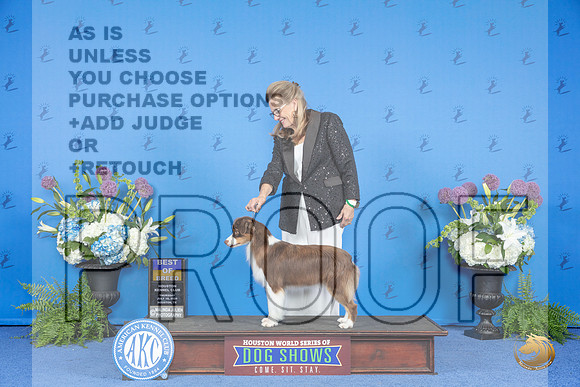 Miniature American Shepherd #8 THUR BOB Judge Ann Yuhasz__JP_8093_Houston_2024_HR3
