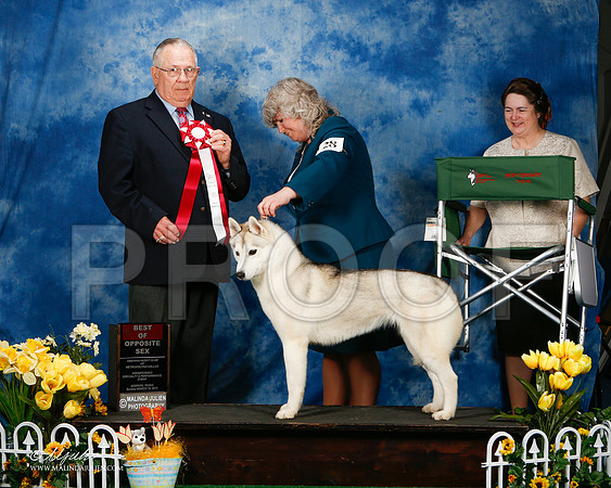 _ST_4186-2-AddisonHuskyMar2015-HR3