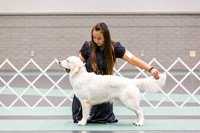Gun Dog Group Rings Fri Ring 1