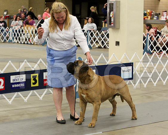 VetDog-9310