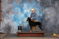 Beauceron #441 Sat BOB NCh Judge Jennifer Landers