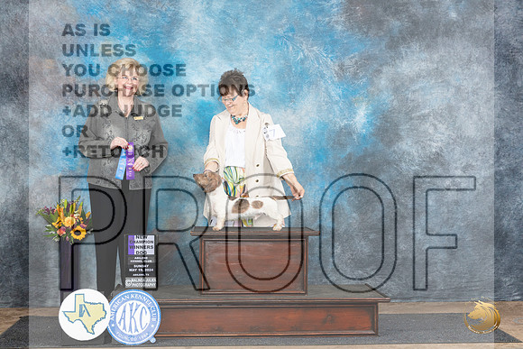 Dachshund Wirehaired #7 Sun WDCH Judge Vicki Abbott__JP_0019_Abilene_2024_HR3