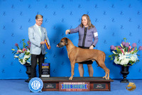 Rhodesian Ridgeback #5 SAT BOBV Judge Douglas Johnson