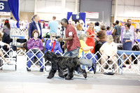 Bouvier des Flandres Sun Ring