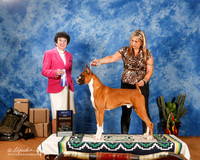 Boxer #21 Sat BOW +A1
