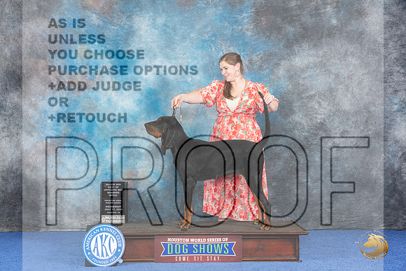 Black and Tan Coonhound #12 WED WB BOP M Judge Barbara Scherer__JP_6941_Houston_2024_HR3