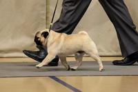 Pug