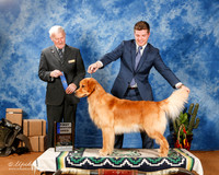 Golden Retriever #33 AmBred 1st +A1