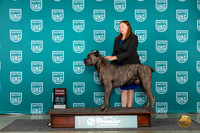 Cane Corso #1059 Fri BOB Deb Allen Sat G2 Judge Lori Sargent
