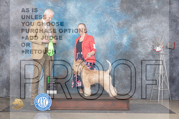 Soft Coated Wheaten Terrier #6 Thurs OHG2 Judge Jon Cole__JP_4959_Amarillo_2024_HR3