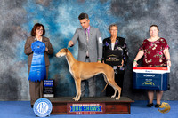 Greyhound #6 WED G1 Judge Barbara Scherer