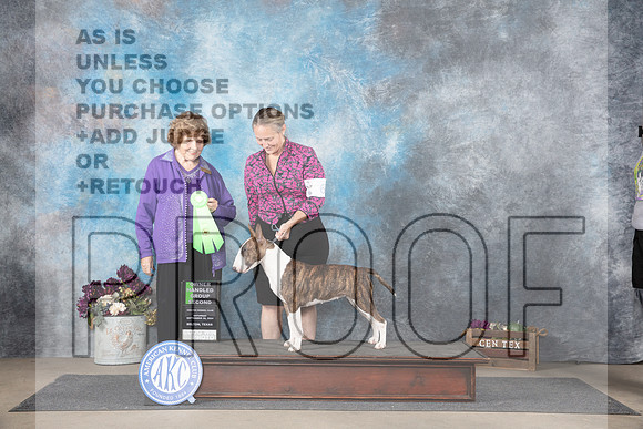 Colored Bull Terrier #6 Sat OHG2 Judge Donelle Richards__JP_7302_Belton_2024_HR3