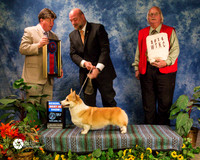 Corgi Pembroke Welshe #14 GCH CH Coventry Just a Little Crush J & J Johnson, Shelton & s Leyerly & B Williams Agent Michael Shepherd Judge Mr Charles L Olvis