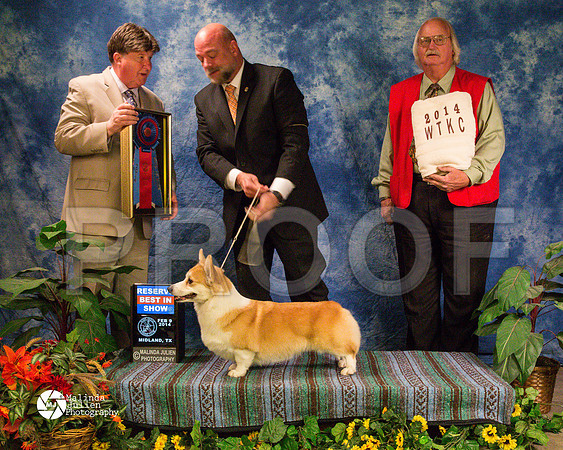 corgiPW-9446-MidFeb14-HR