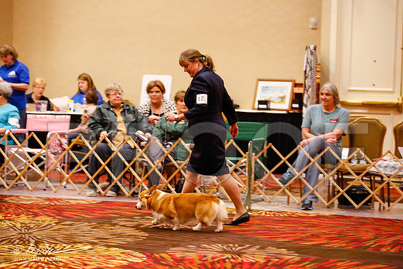 _JJ_8846-HstnCorgiFeb2015-HR3