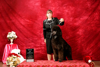 Poodle Standard Sat S2 BOW
