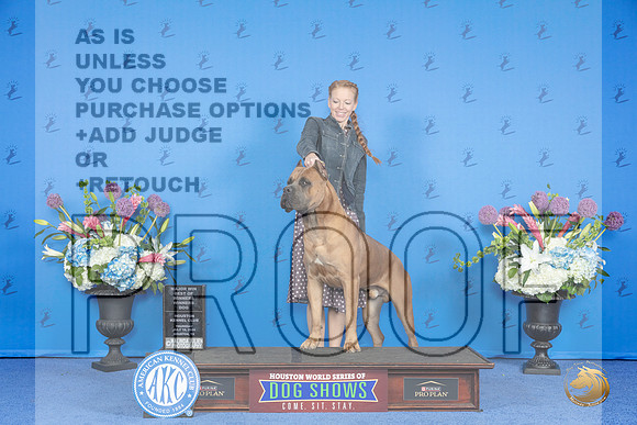 Cane Corso #15 THUR WD BOW M Judge Annella Cooper__JP_8487_Houston_2024_HR3