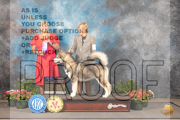 Alaskan Malamute #11 Thurs BOWOHBOB Judge Debra Thornton_MJ_0032_SA_2022_HR3