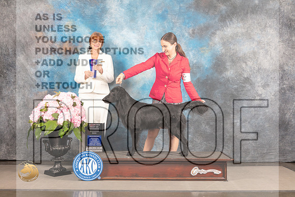 Flat Coated Retriever #9 Fri BOW Judge Linda Hurlebaus_MJ_7091_Houston_2022_HR3