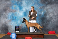 Belgion Malinois #8 Sat BOB Judge Pat Trotter